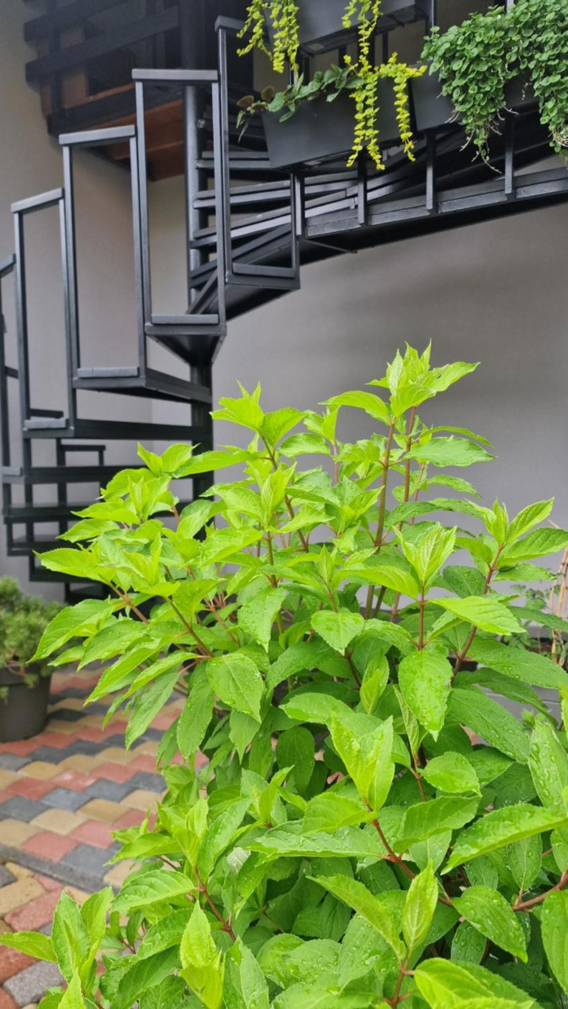 Rasos Vila Palanga Kamer foto